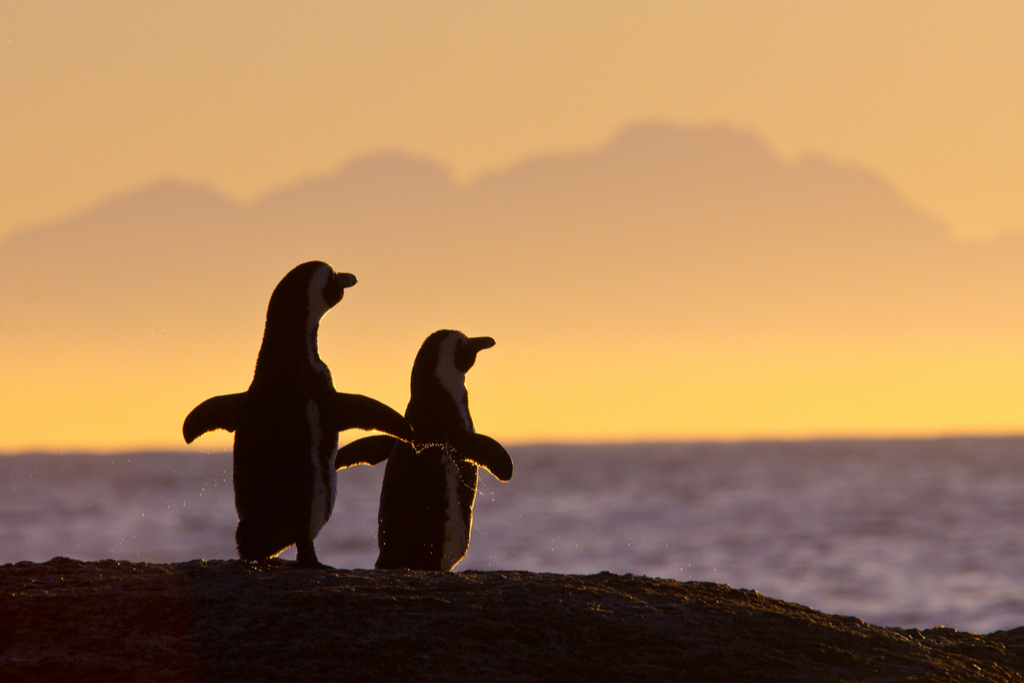 Penguin Couple Things You Believed That Aren't True