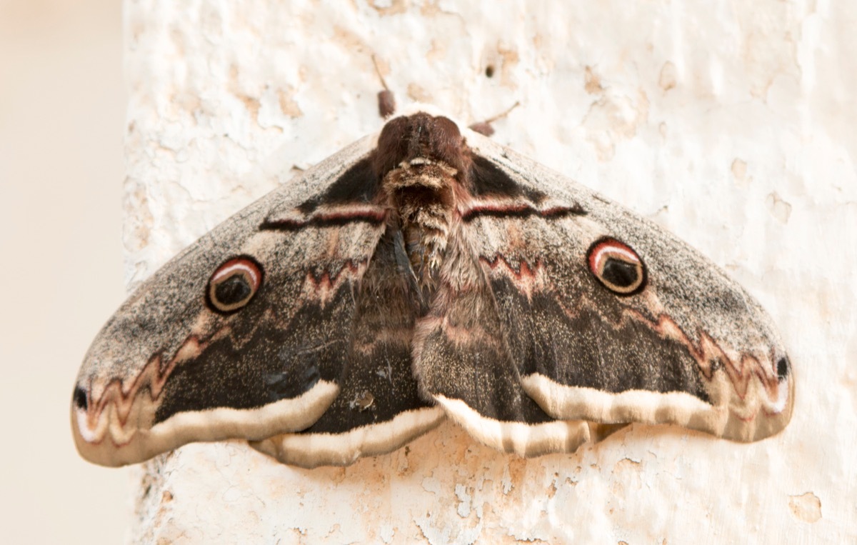 moth on the wall, who wants to be a millionaire