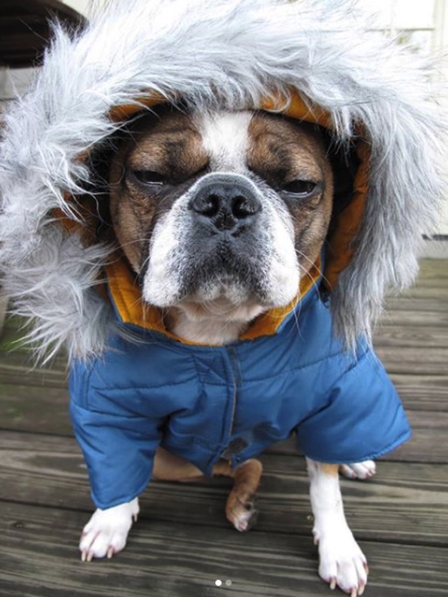 grumpy dog in coat