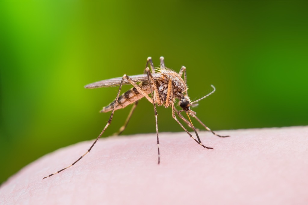 Mosquito biting human