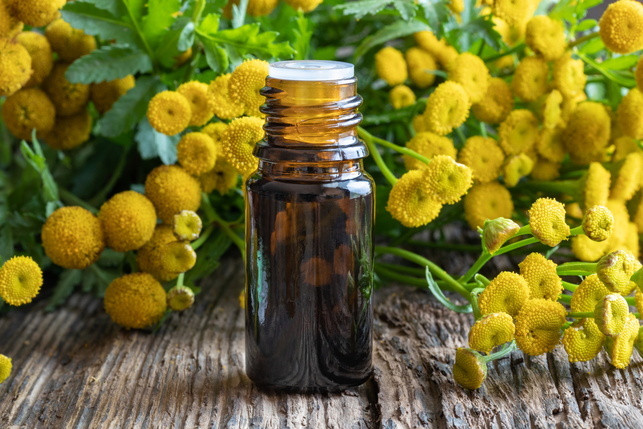 Tansy essential oils