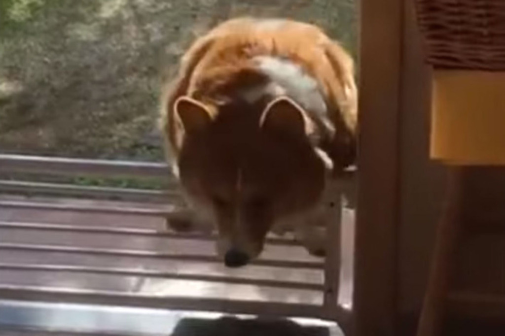 corgi tries to hop fence