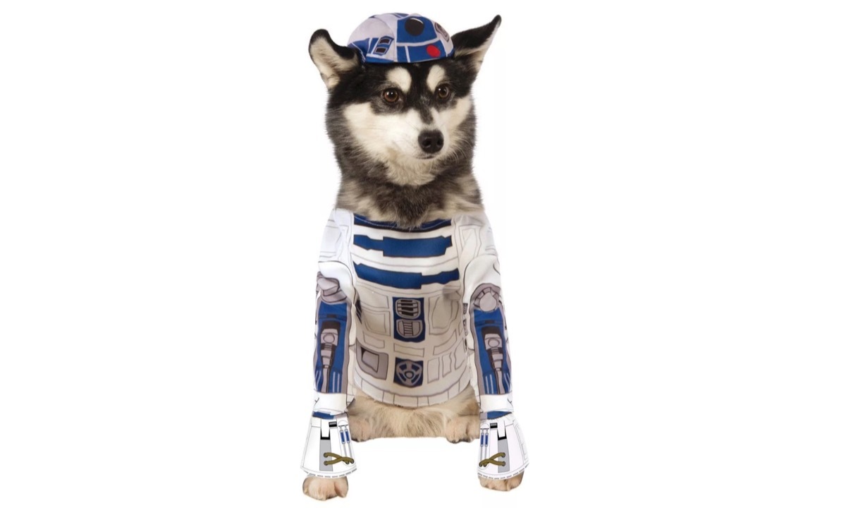 dog in r2d2 costume, dog halloween costumes