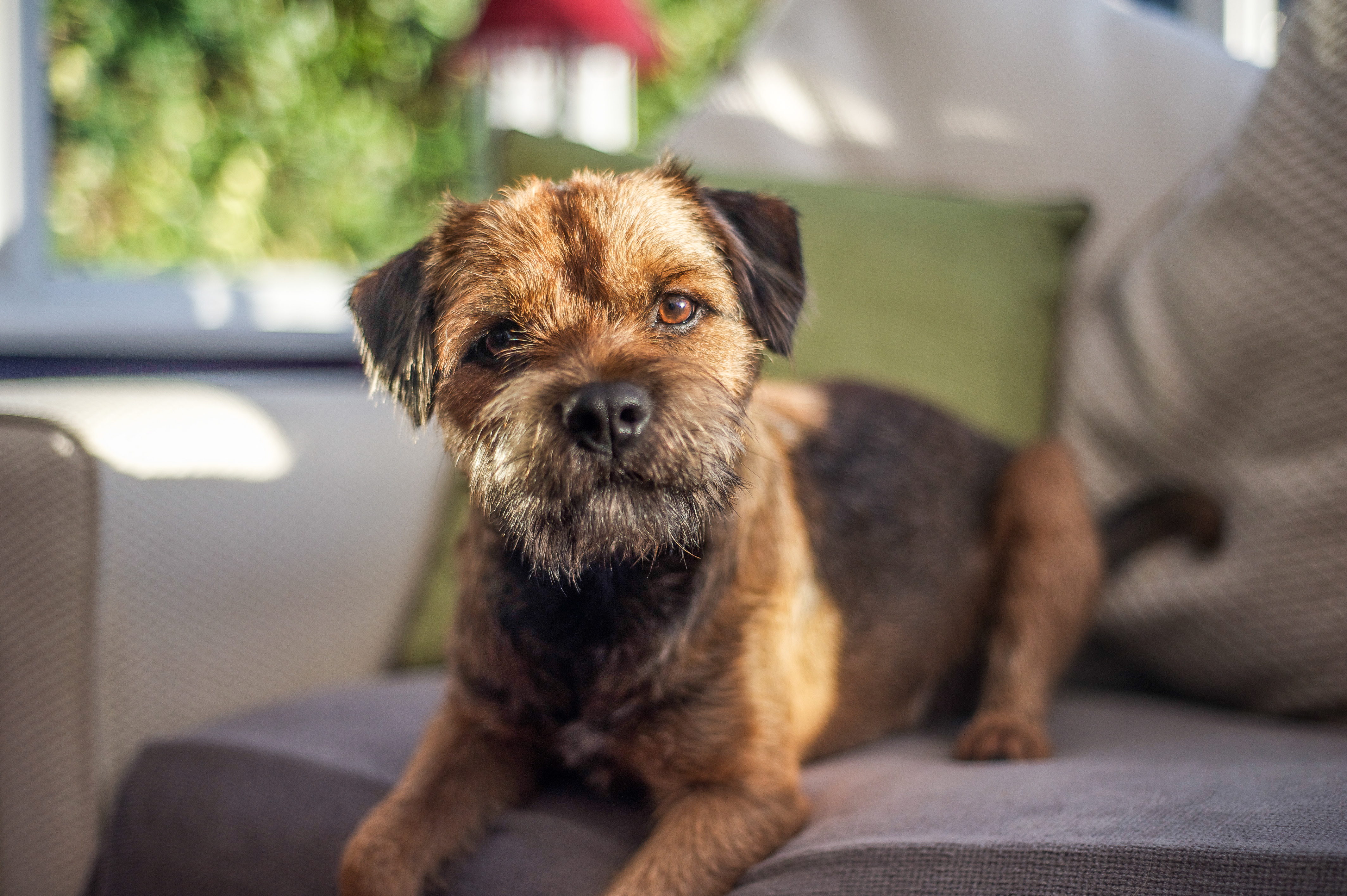 border terrier sitting on the ouch