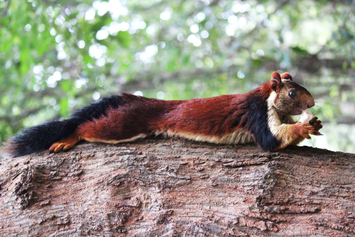 The Indian Furry Malabar Gaint Squirrel eating Coconut on the tree