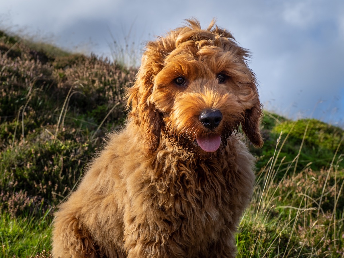 Cockapoo