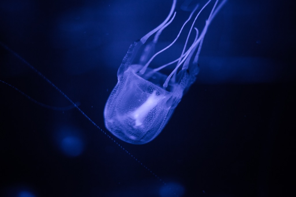 Box jellyfish