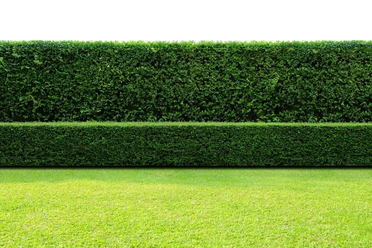 green hedge in yard