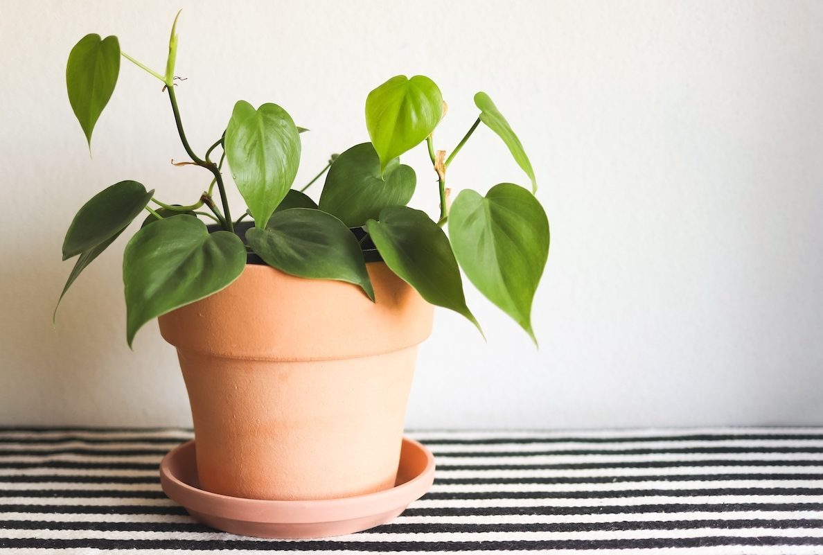 A Heartleaf Philodendron plant in a terra cotta pot.