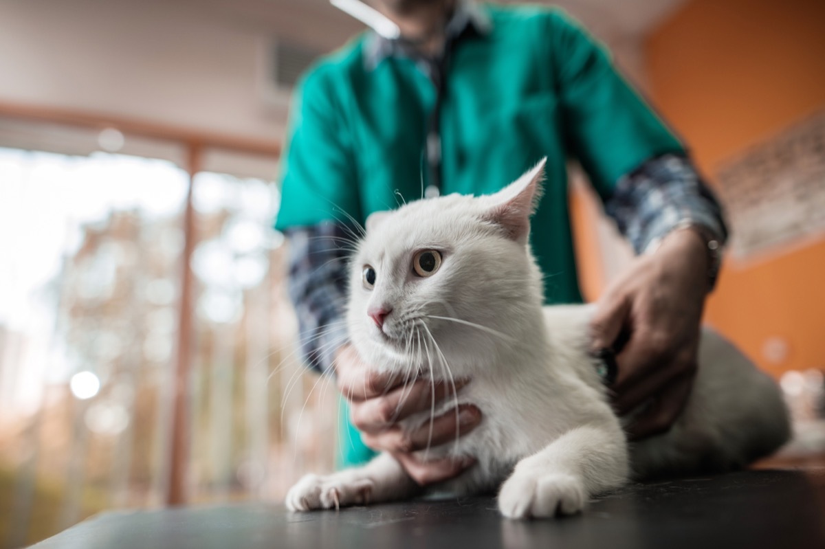 Cat being examined with a stethoscope by unrecognizable veterinarian.