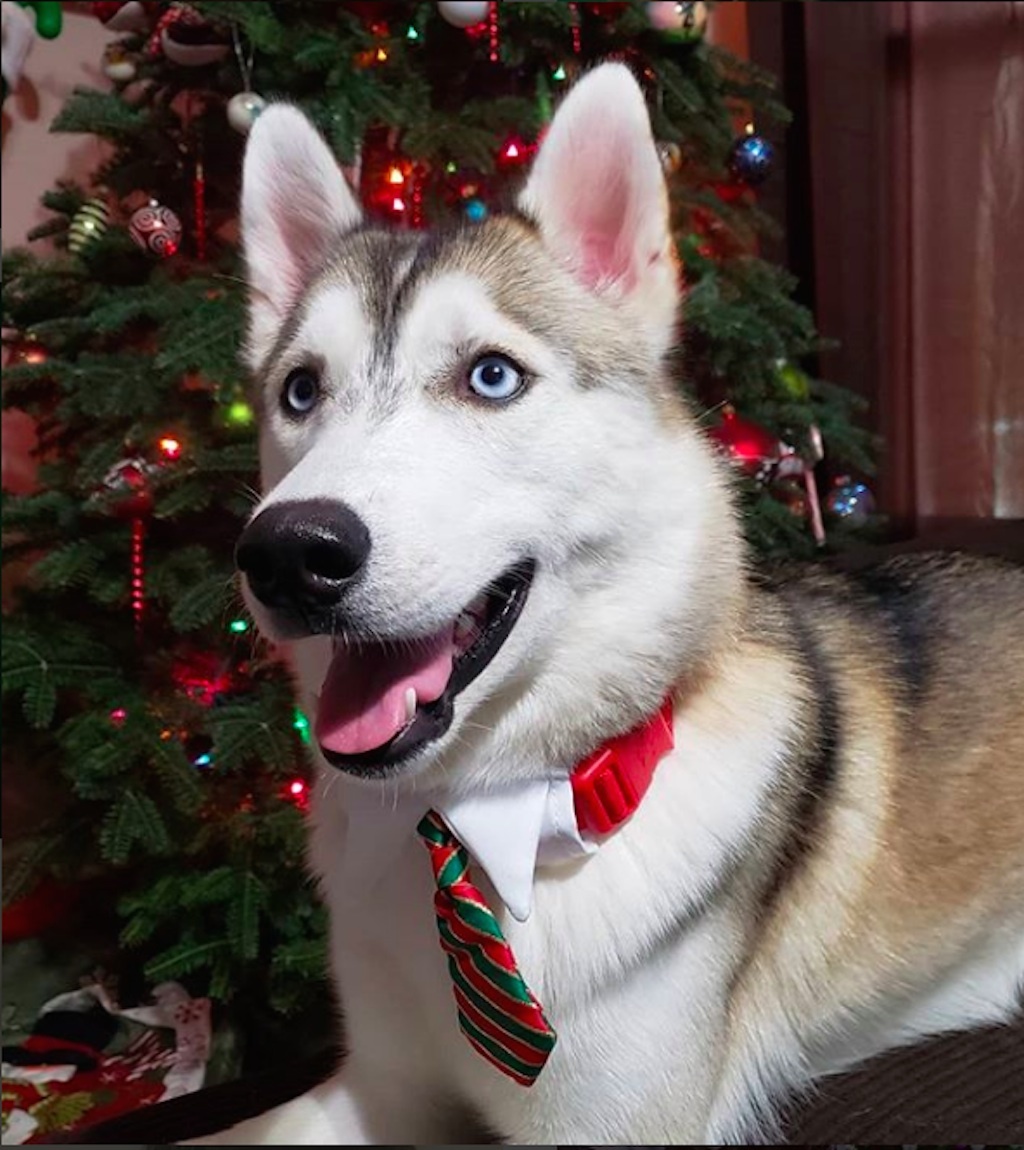 dogs excited about the holidays