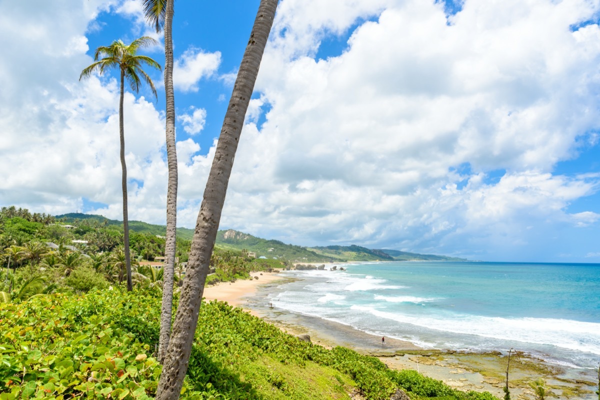 beach and palm trees in barbados