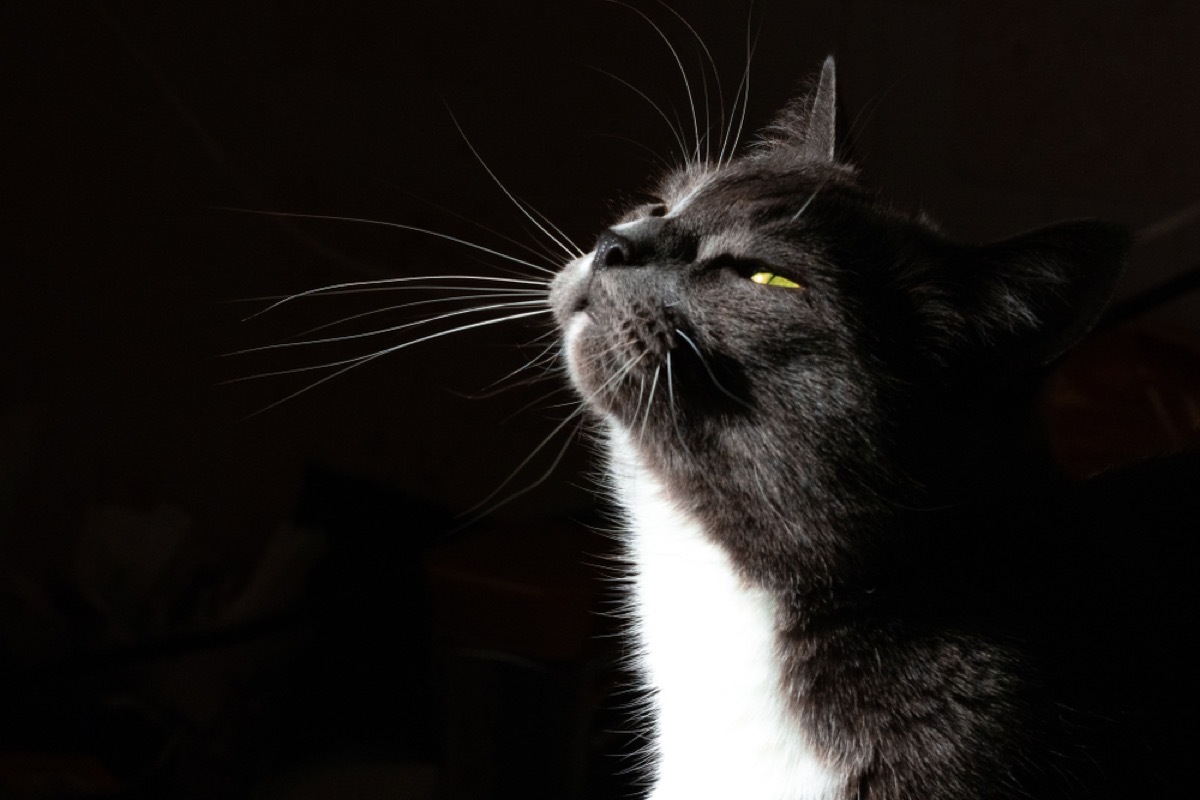 black and white cat in dark room 