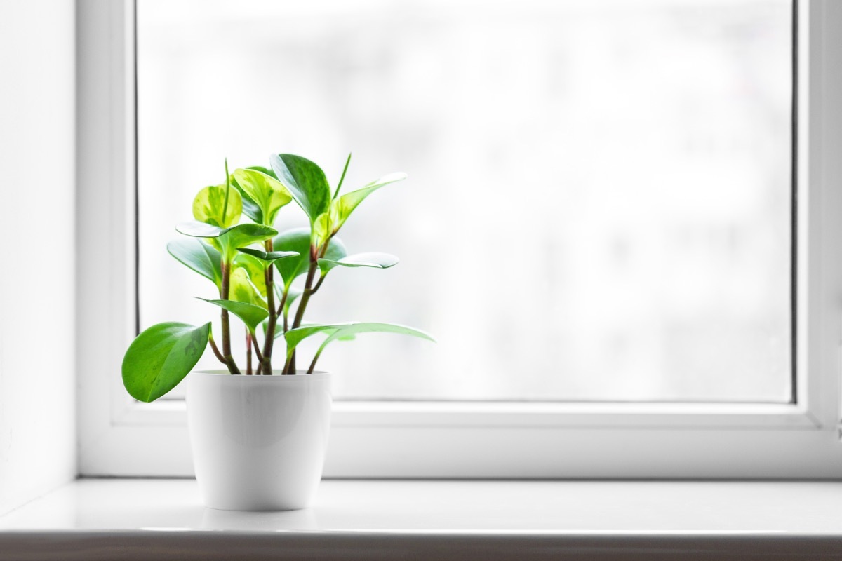 white vinyl window with potted plant