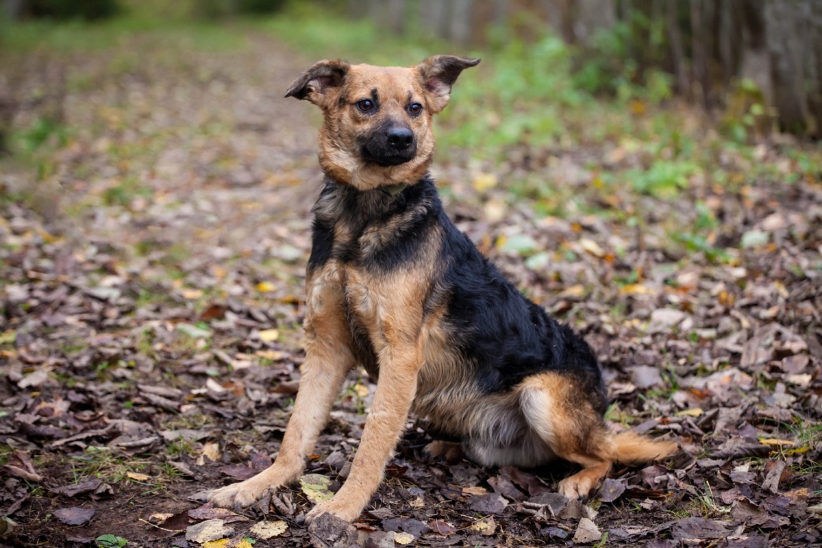 german shepherd mix dog