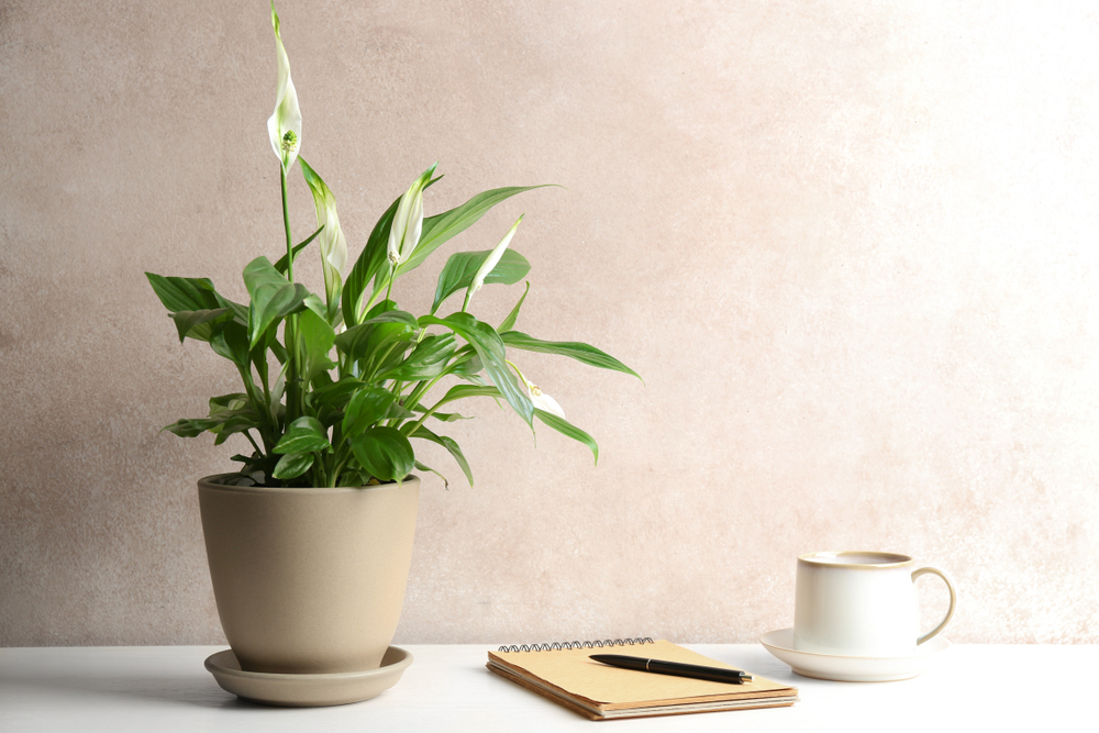 peace lily in a pot