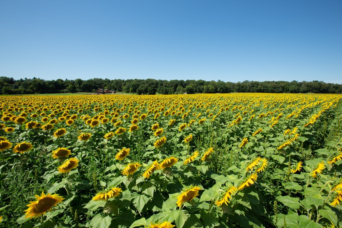 sunflower field