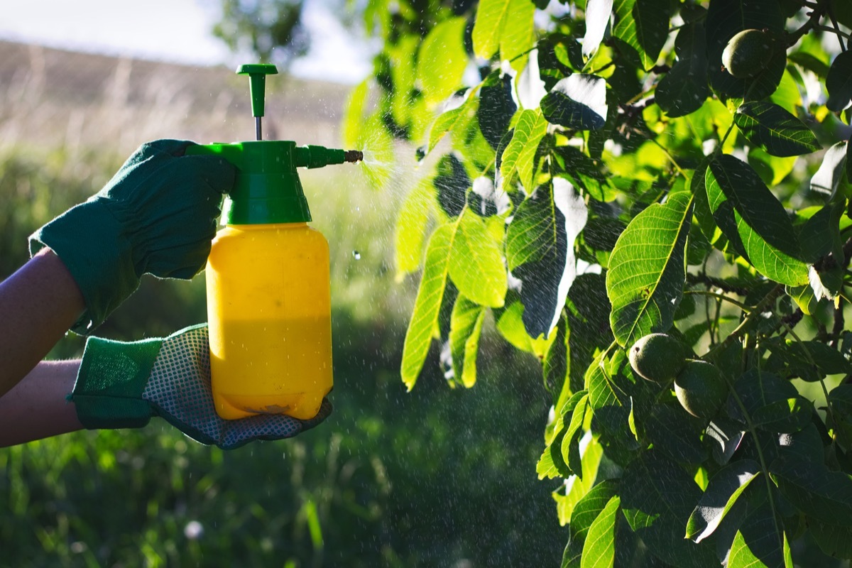 spraying plants