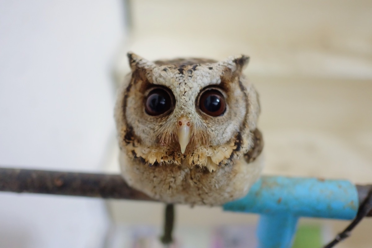 Baby owl