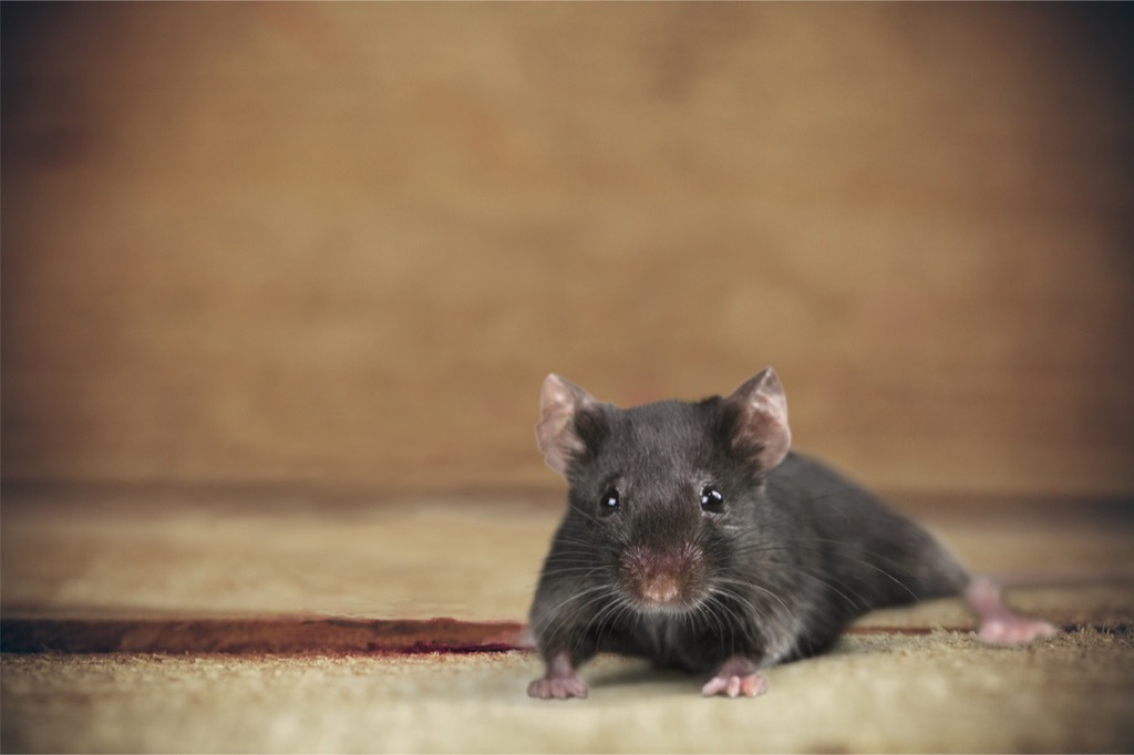 Mouse Memory Manipulation Scientific Discoveries