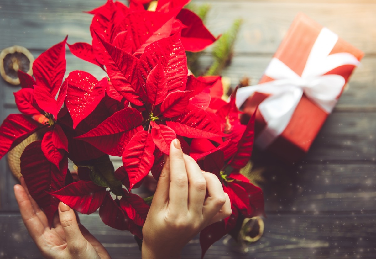 christmas poinsetta making