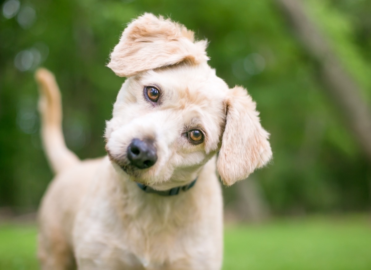 Labrador/Poodle