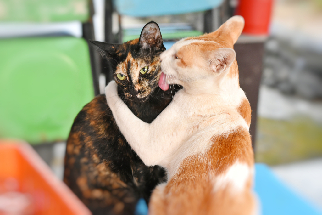 cats grooming one another