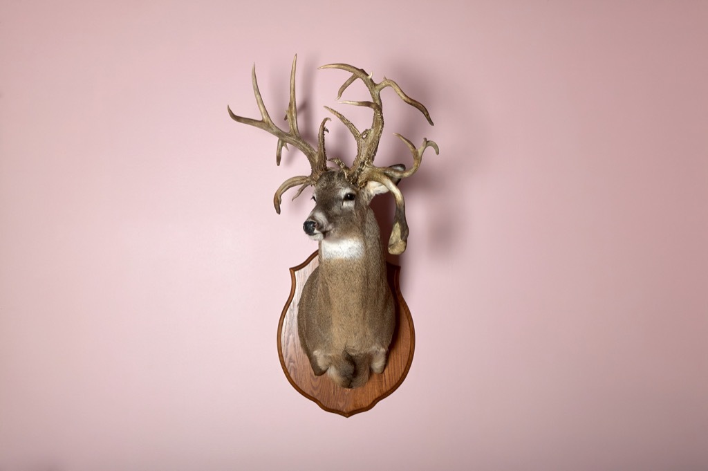 Taxidermy deer Head on Wal