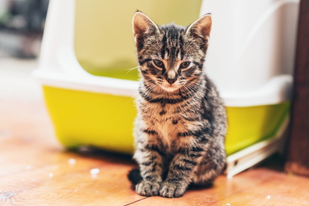 kitten in litter box