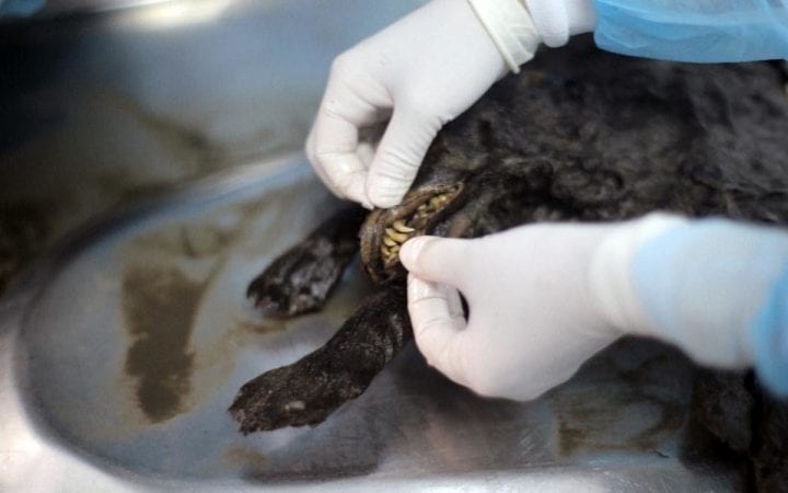 a dog preserved in ice showing its teeth