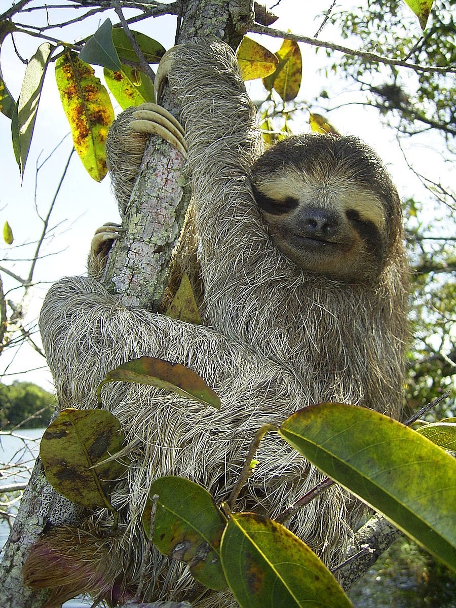 Pygmy Three-Toed Sloth