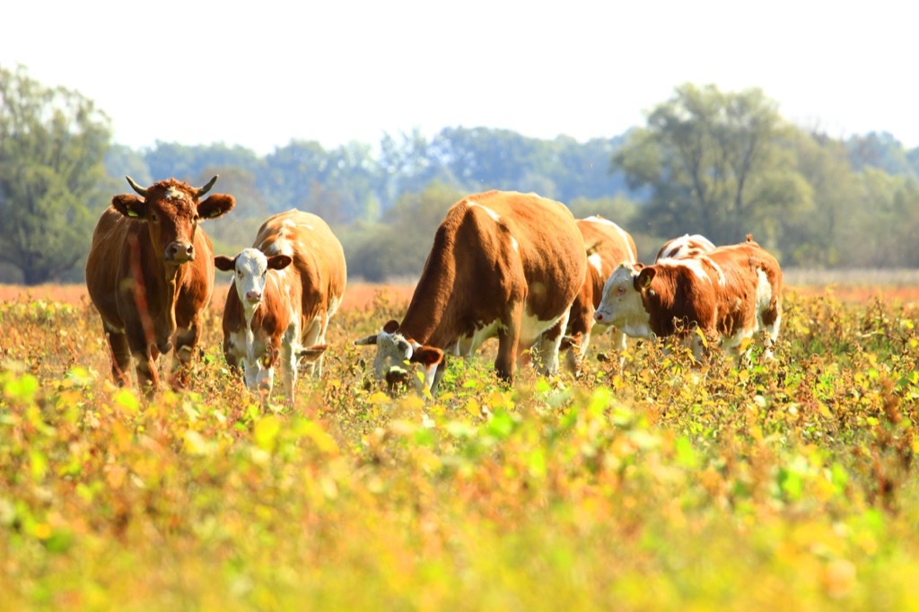 Beef cattle cows