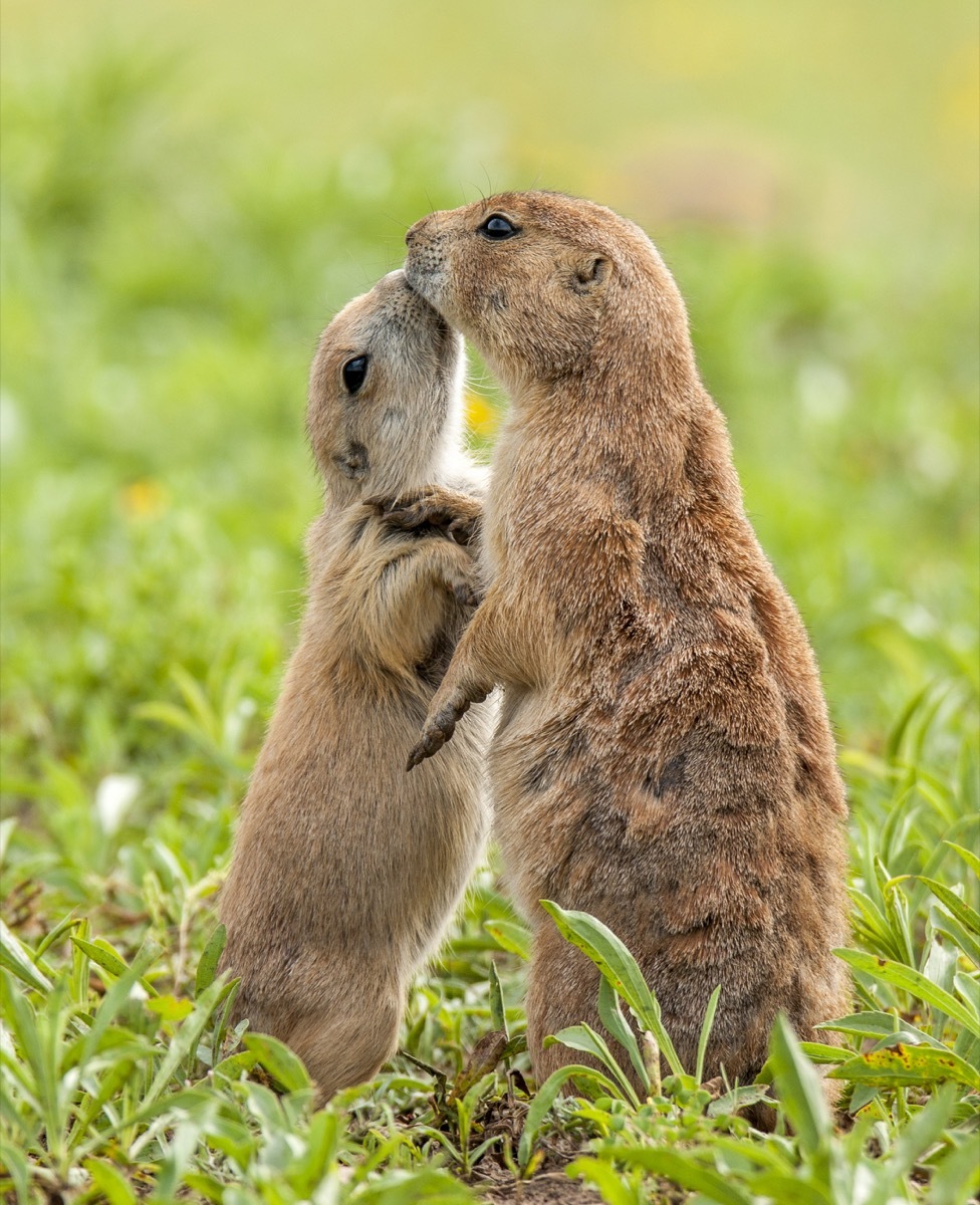 Prairie dogs kissing in the grass field