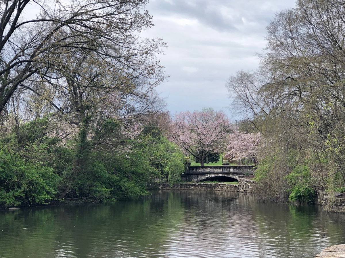 cherry blossom in america at the centennial park Nashville