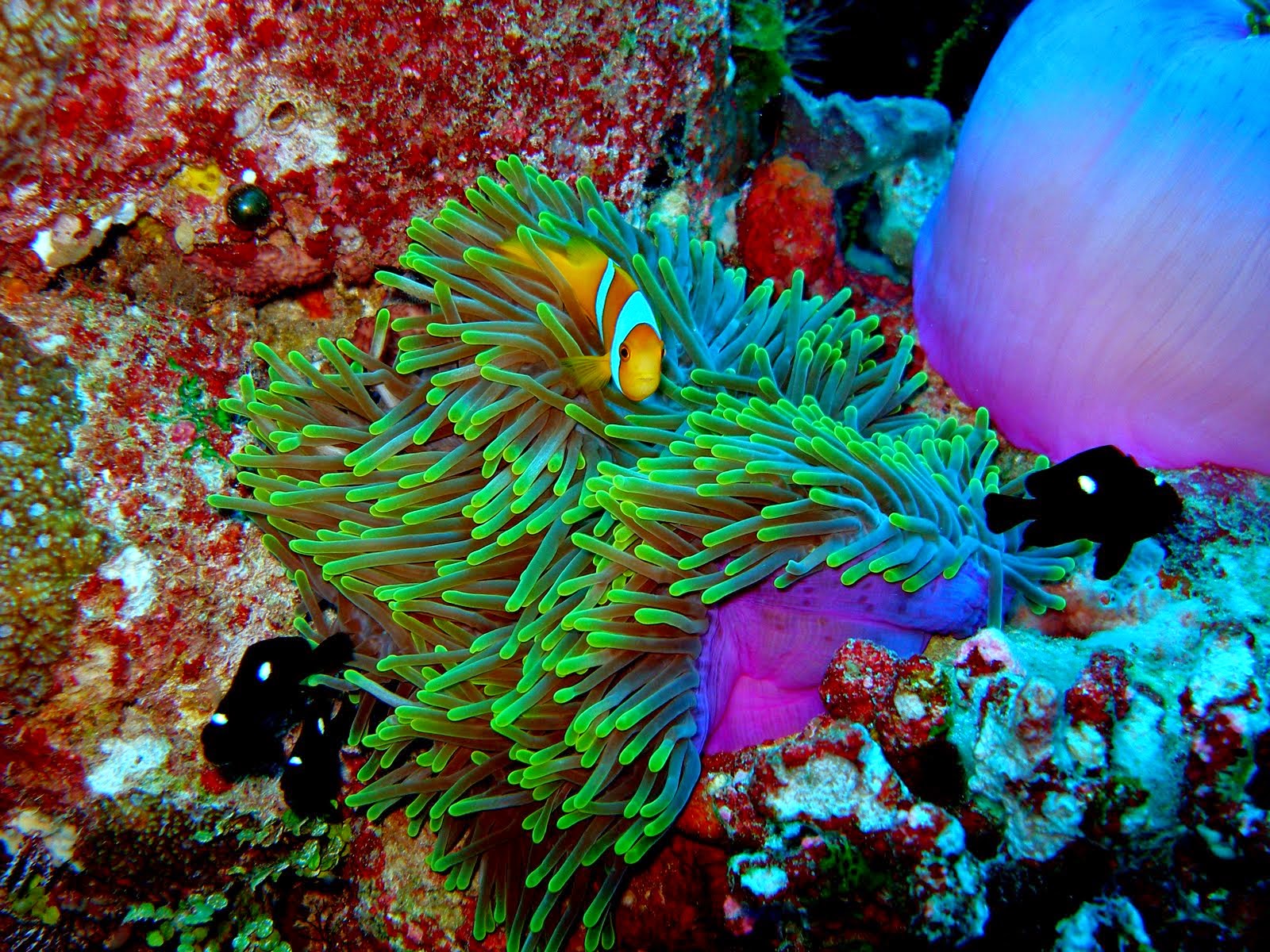 the-most-stunning-coral-reefs-you-definitely-need-to-visit-13