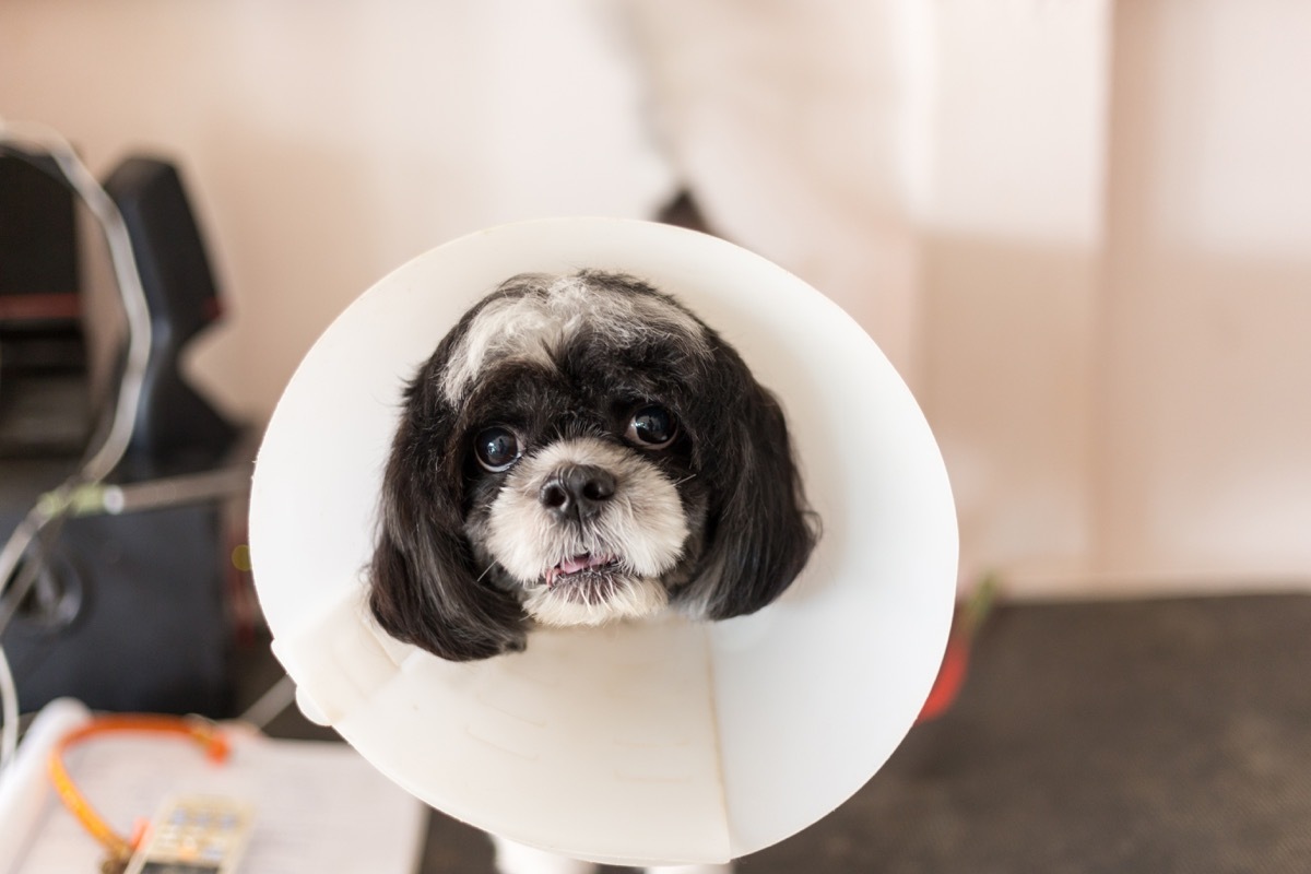 Cute and confused dog wearing a cone of shame