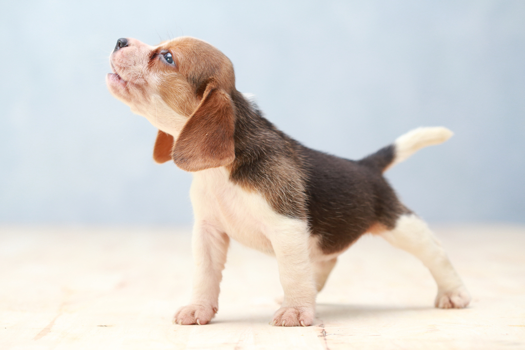 beagle puppy 