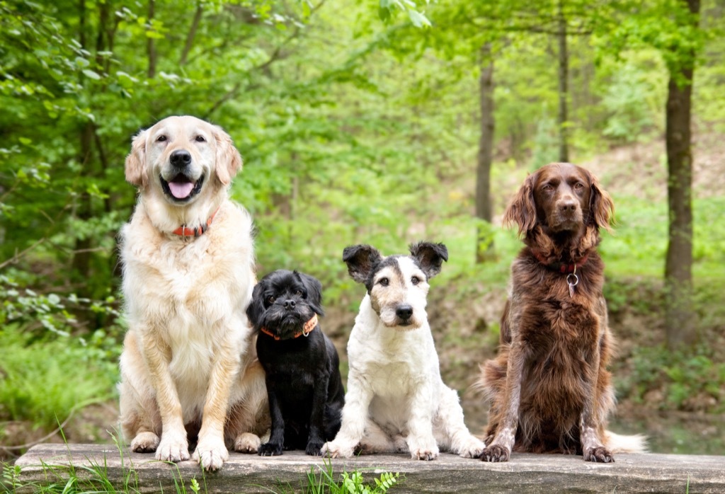 Group of dogs