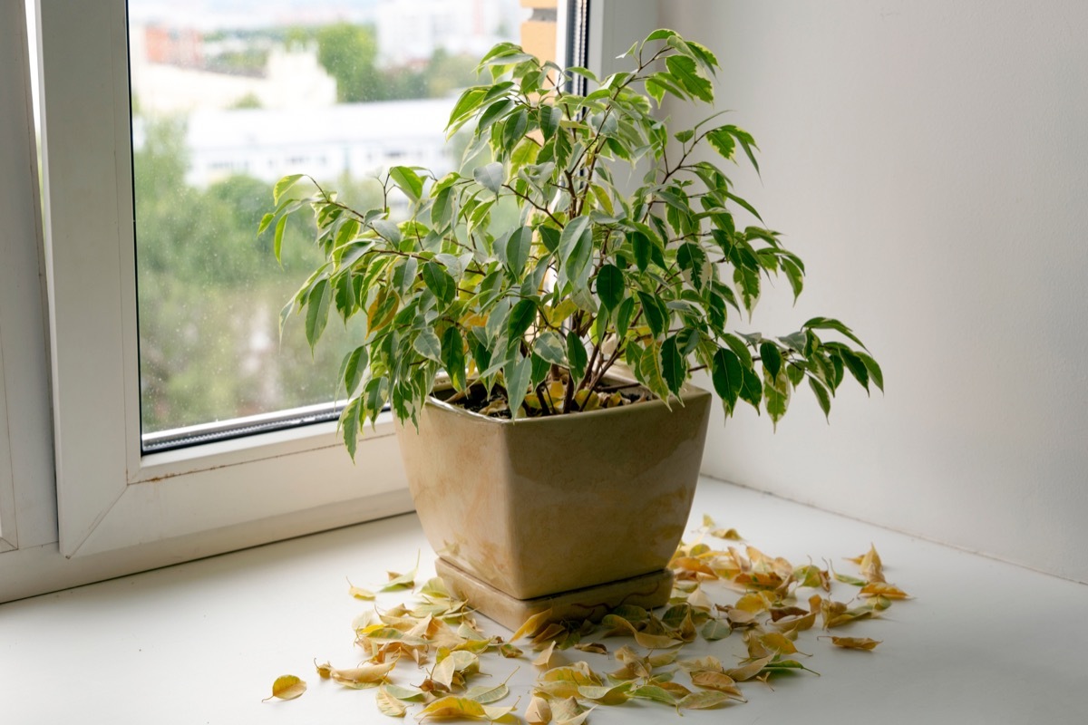 Plant loosing dead yellow leaves