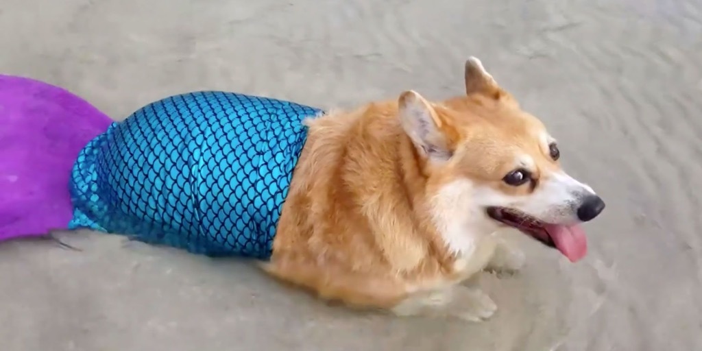 mermaid corgi