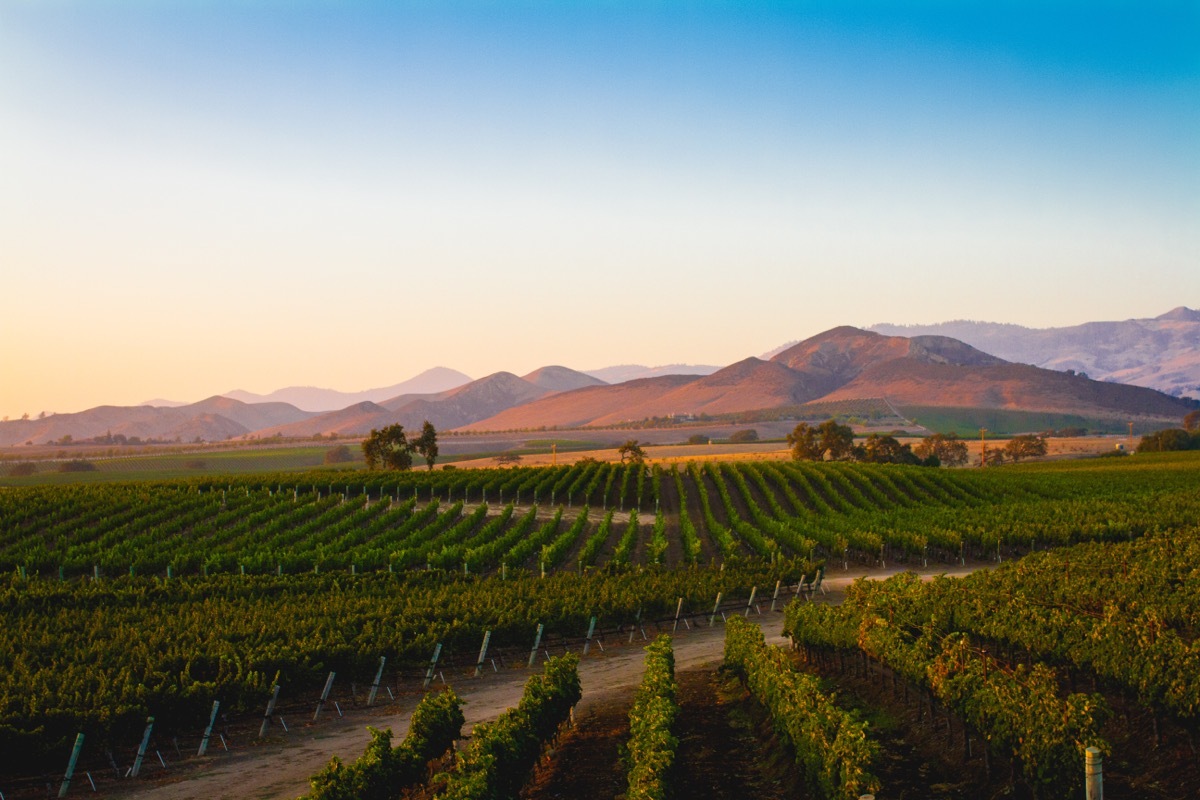 Vineyard in Santa Ynez California