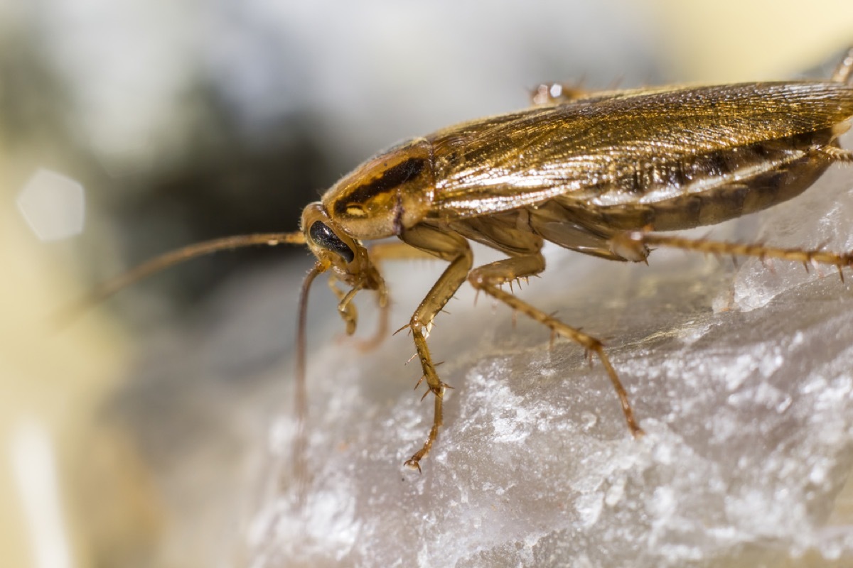 how to get rid of cockroaches - german cockroach