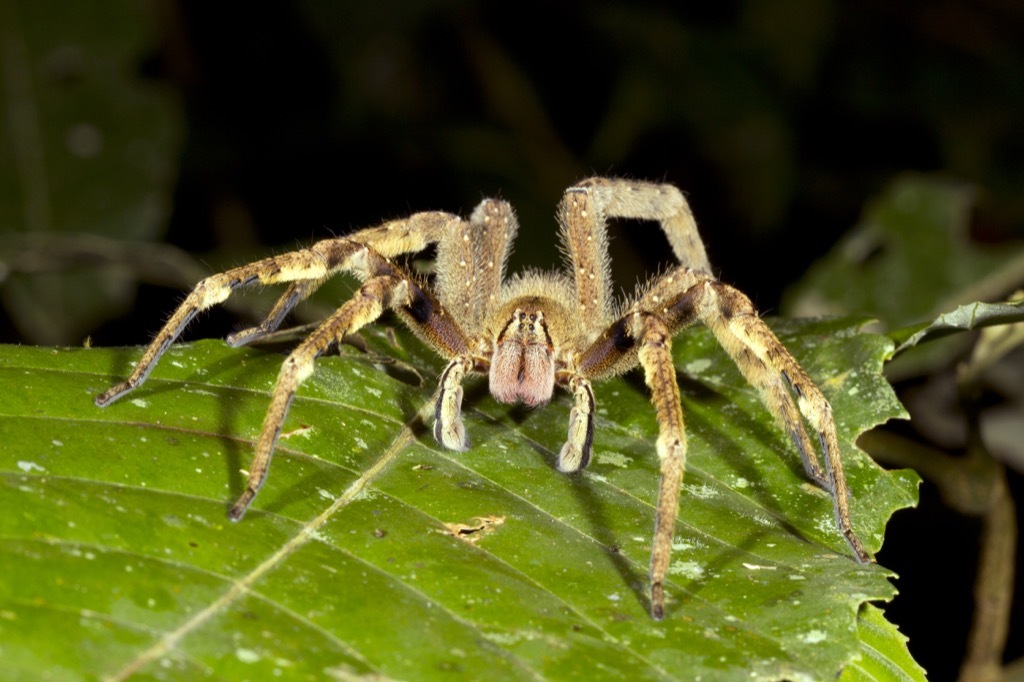 Brazilian Wandering Spider {Spider Facts}