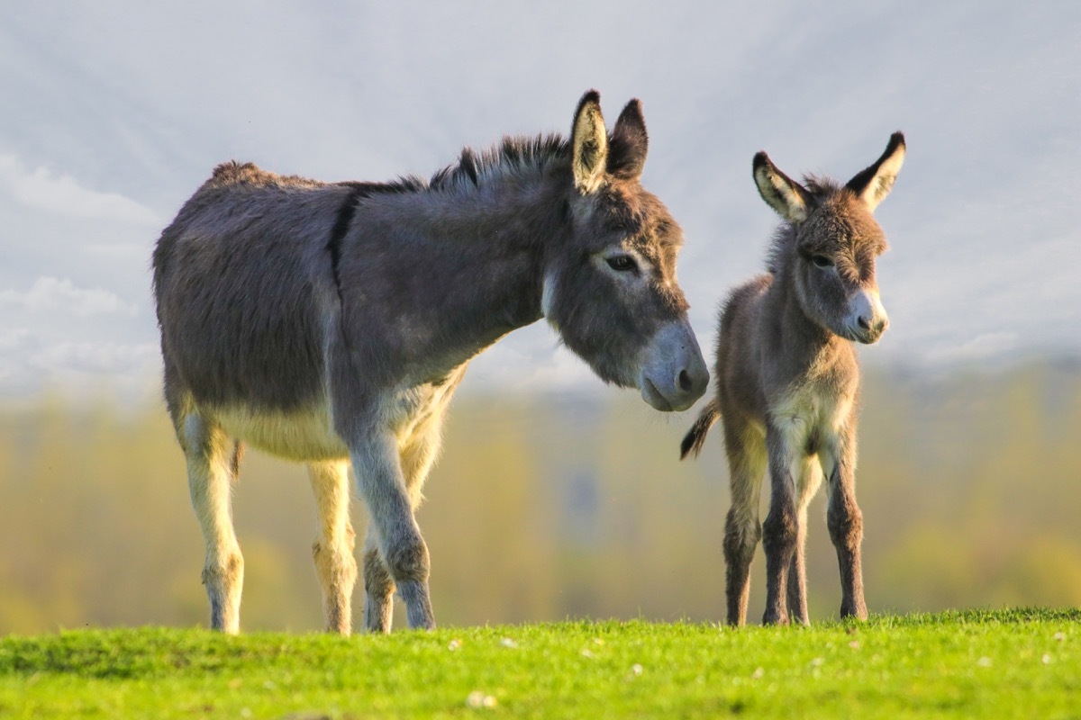 donkeys