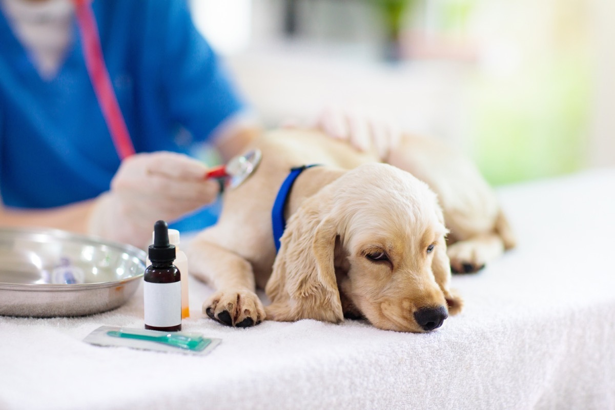 sick dog at the vet