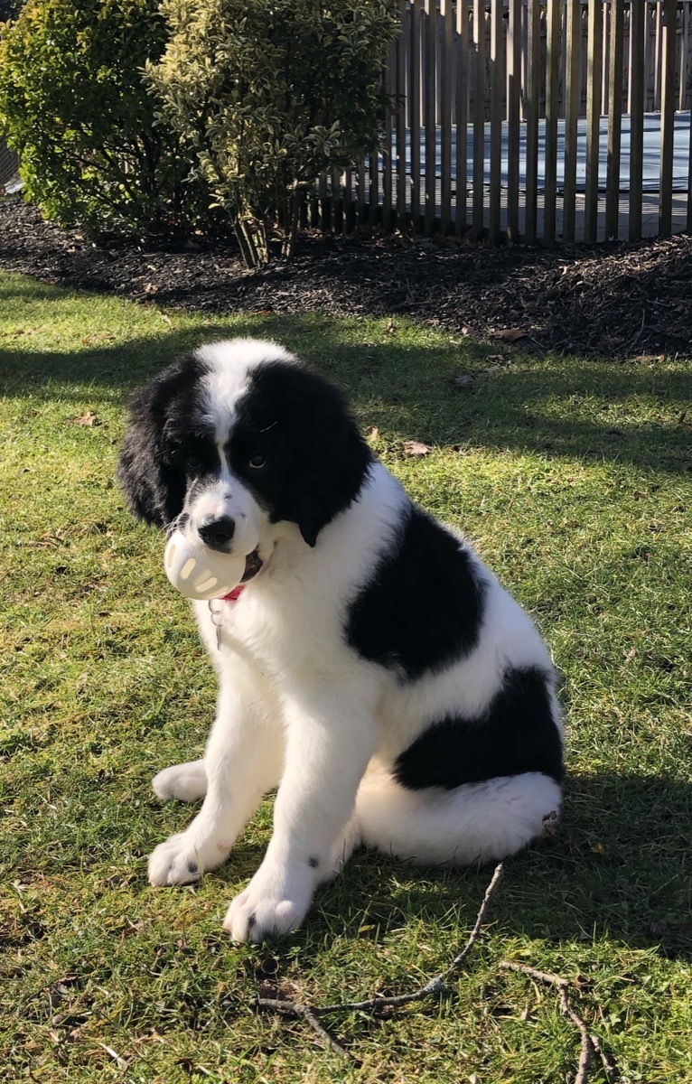 Saint Bernard Poodle Mix Mixed breed Dogs