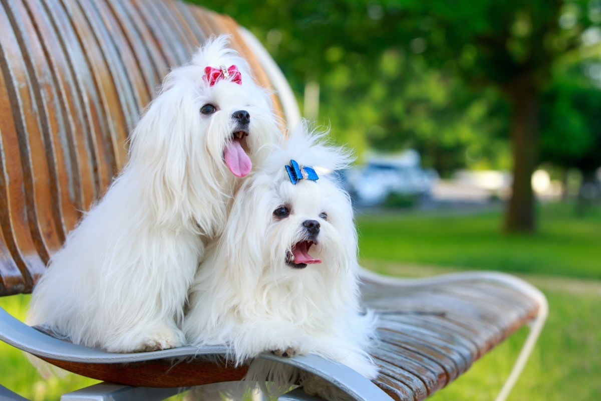 two maltese dogs on a bench