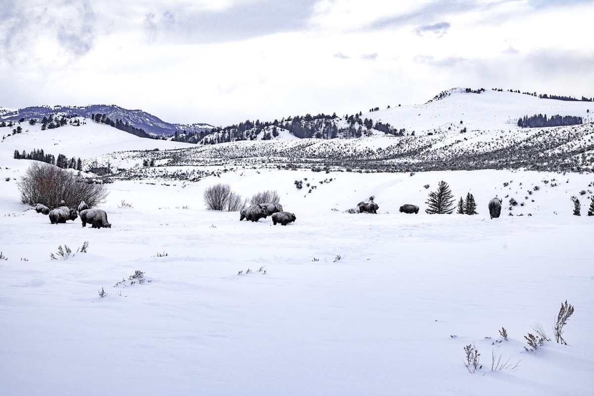 Bison herd moves though extremes of winter