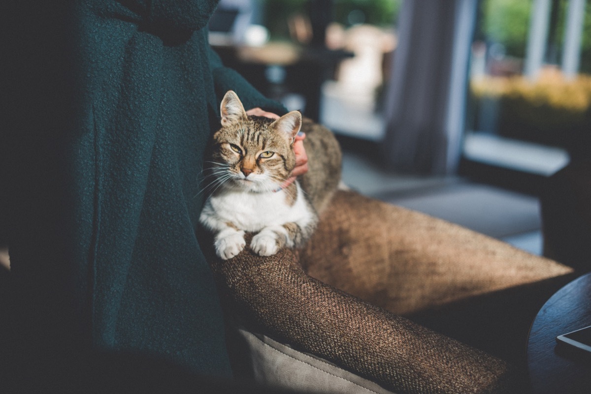 owner playing with cute funny cat at home