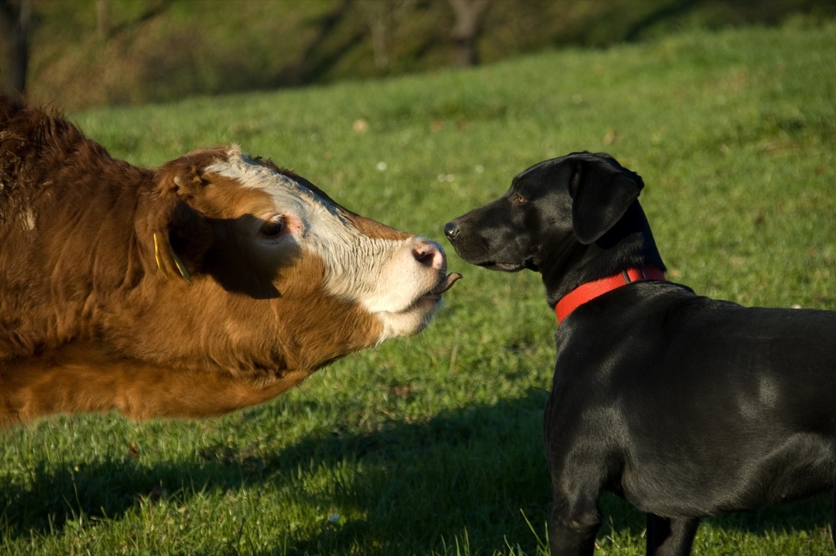 cow licking dog on his nose